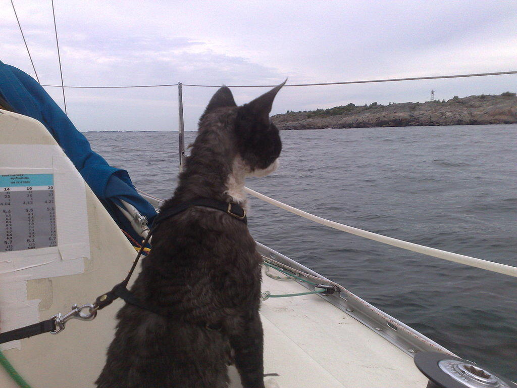 Rowan tarkastelee Kökarin rantoja kesällä 2008