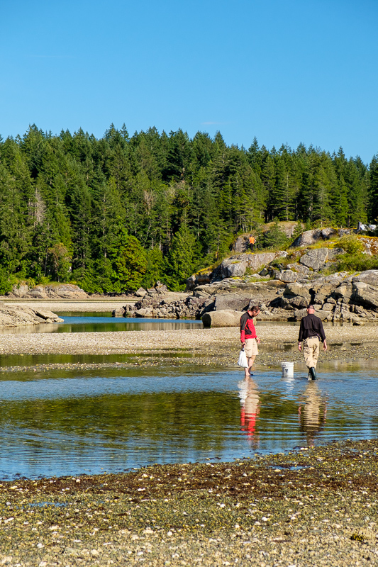 Oysters and clams are waiting for you in these shallow pools. An amateur holds a plastic bag, professional approach requires a b