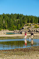 Oysters and clams are waiting for you in these shallow pools. An amateur holds a plastic bag, professional approach requires a b