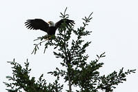 Bald eagle - &#1072; parent.