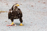 Bald eagle - a young one. 